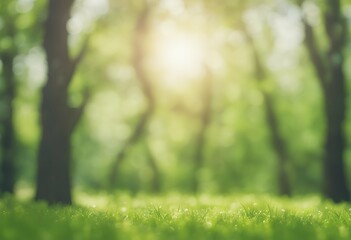 sunny shinny forest blur sunlight garden nature abstract day copy banner template outdoor bright blurry park blurred background green time space bokeh spring glowing summer presentation leaf light