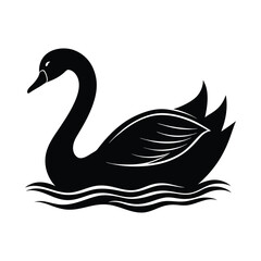 a beautiful swan swim on water on white background