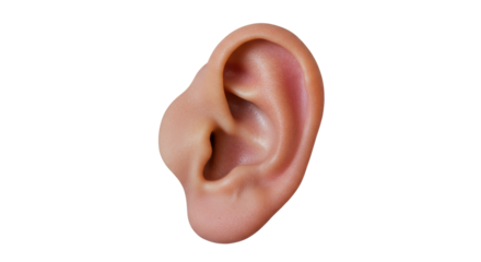 Isolated Human Ear