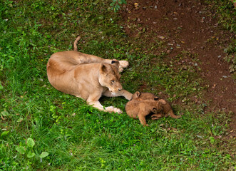 Fototapeta premium Lioness playing with her two little lion cubs