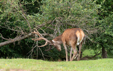 Deer with large antlers eating