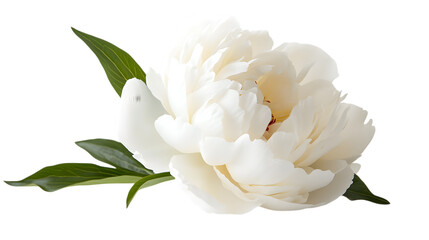 White peony flower on a white background