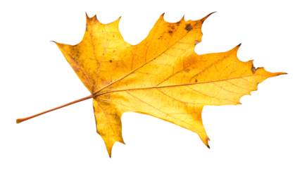 yellow autumn maple leaf isolated on white background