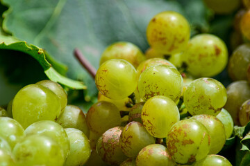 Racimo de uvas