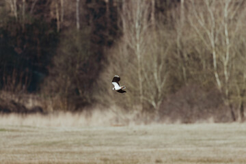 Highland Cows in the Coastal Area