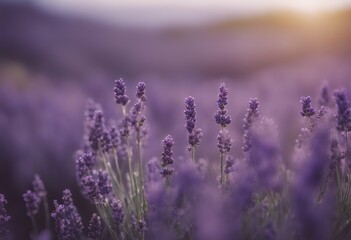 essential oil panorama lavender banner lavandula relaxation herb nature fragrant health care wellness background cosmetic header aromatherapy alternative aroma herbal plant organic bottle therapy