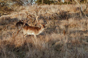 Fallow Deers in the Dutch Dunes