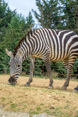 Grant's zebra