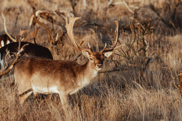 Fallow Deers in the Dutch Dunes
