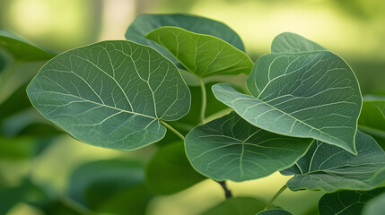 Green Heart-Shaped Leaves Illuminated by Soft Natural Light  