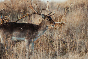 Fallow Deers in the Dutch Dunes