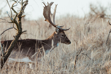 Fallow Deers in the Dutch Dunes