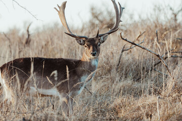 Fallow Deers in the Dutch Dunes