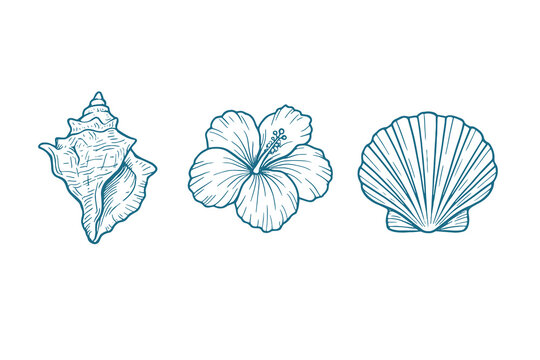 Tropical sketch icons of seashells and hibiscus flower, vector