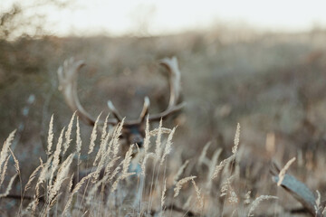 Fototapeta premium Fallow Deers in the Dutch Dunes