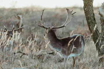 Fallow Deers in the Dutch Dunes