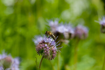 Single flower of a violet Phacelia with a bee on a meadow with green bokeh background.