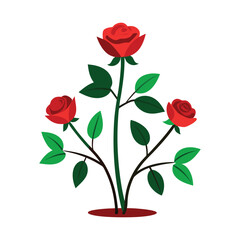 Fototapeta premium a vector illustration of a rose plant with rose on a white background