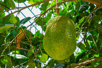 Jackfruit hanging on jackfruit tree, southeast Asian tropical fruit, Artocarpus heterophyllus