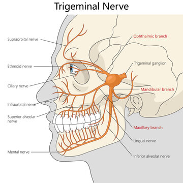 anatomical illustration showing the trigeminal nerve and its ophthalmic, maxillary, and mandibular branches across the human face diagram hand drawn vector illustration. Medical science educational