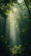 Obraz premium Sunlight streams through the green canopy of a lush forest