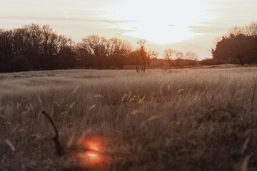 Fallow Deers in the Dutch Dunes