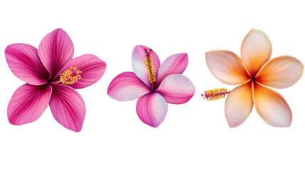 Set of various exotic tropical blooming flowers isolated on white background