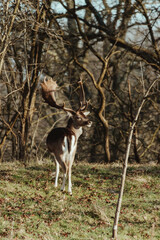 Fallow Deers in the Dutch Dunes