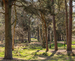 Woodland in Spring sunshine.