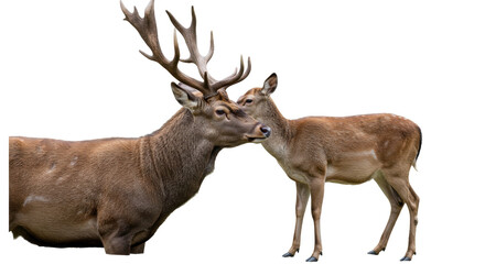 Isolated Deer Couple