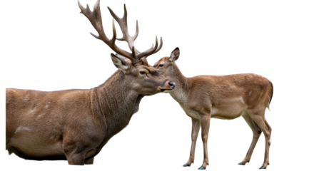 Isolated Deer Couple