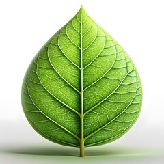 Obraz premium Single Green Leaf, Close-up Detail
