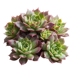 A Cluster of Hen and Chicks Succulents Sempervivum Isolated on Transparent Background