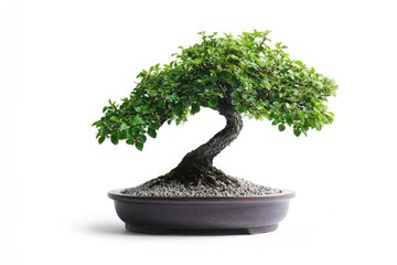 A bonsai tree with green leaves in a dark pot on a white background in a studio setting centered view