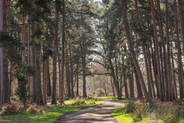 Woodland path in Spring sunshine.