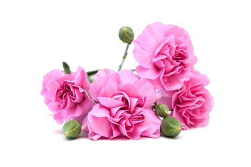 Stack Carnations on white background