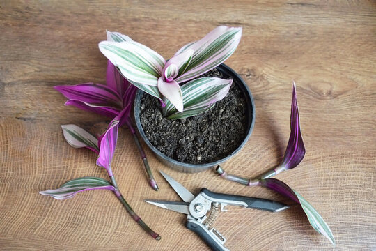 Nanouk plant, propagating by stem cutting