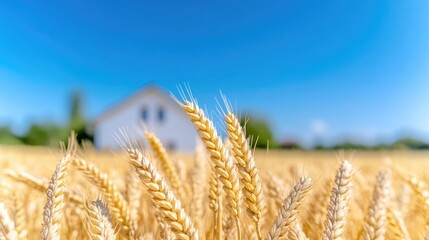 Fototapeta premium Golden Wheat Field with White Barn
