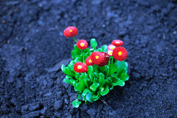 Spring plants on nature background