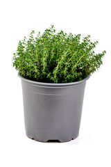 Fresh thyme pot, spice, close-up, isolated on white background.