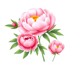Fototapeta premium Delicate Pink Peonies in Bloom Isolated on White Background, 3D