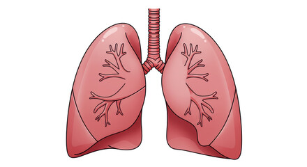 Isolated Human Lungs Illustration