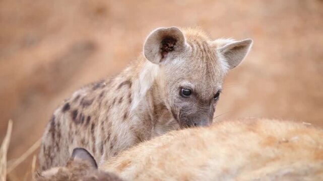 hyena in serengeti national park serengeti