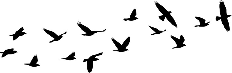 Fototapeta premium Flock of flying birds silhouette vector, Flying bird black silhouette vector set 