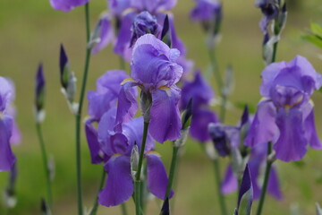 fiori di iris in un giardino