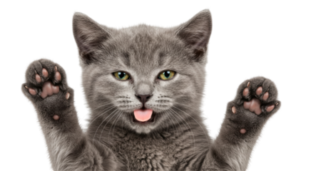 Isolated Kitten with Tongue Out