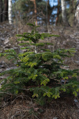 Explore the Beauty and Diversity of Evergreen Foliage: A Glimpse into the Lush Green Needles of a Young Fir Sapling in a Woodland Setting