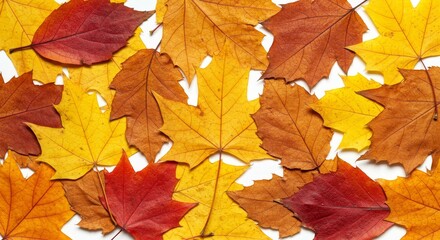 Obraz premium Autumn Leaf Collection - Vibrant autumn leaves in red, orange, and yellow, arranged on a white background. Perfect for seasonal designs