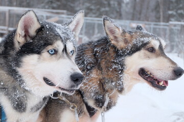 Naklejka premium Huskys in schwedisch Lappland