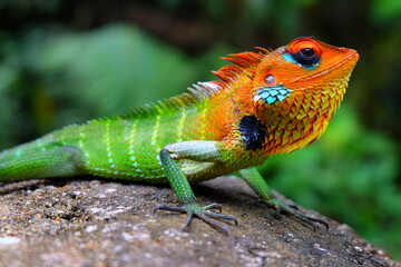 buntes Chamäleon im Nationalpark in Sri Lanka